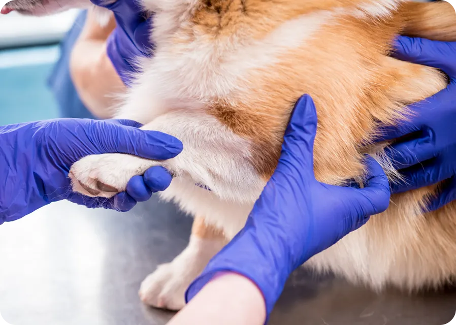 Приём ветеринара-невролога