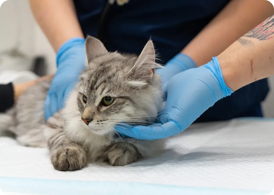 Приём ветеринара-нефролога