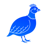 увеличение живота, опухание суставов