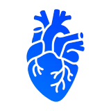 оценка размеров и формы сердца