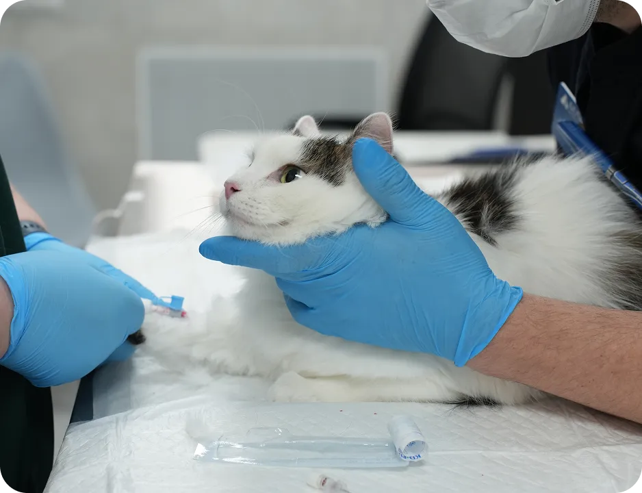 Как проходит приём ветеринара анестезиолога?