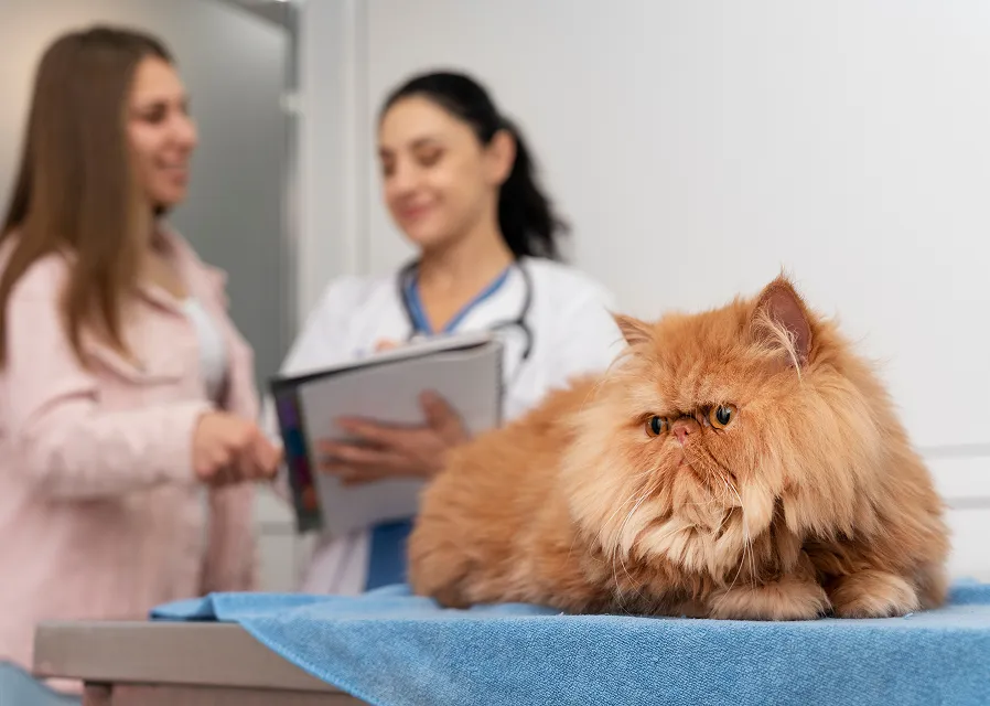 Картинка SEO блока