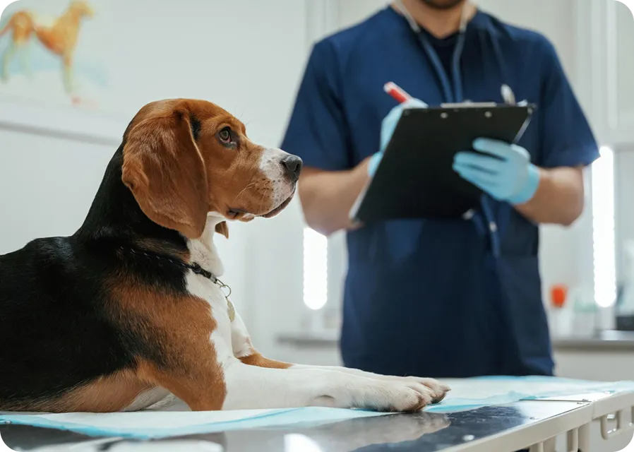 Приём ветеринара-эндокринолога