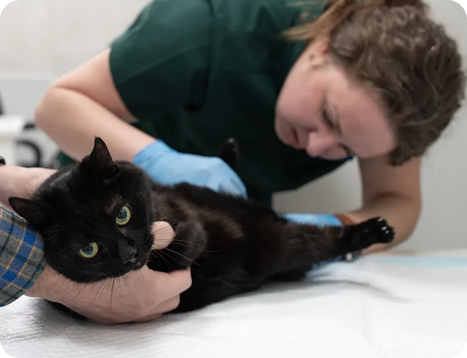 Как проходит приём ветеринара нефролога?