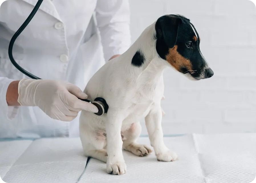 Приём ветеринара-гастроэнтеролога