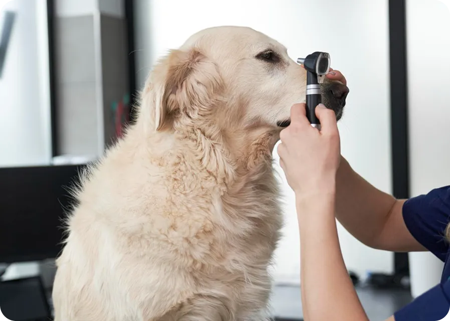 Приём ветеринара-офтальмолога