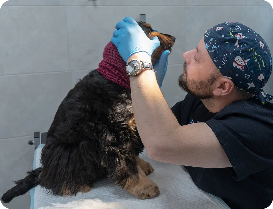 Приём ветеринара-стоматолога