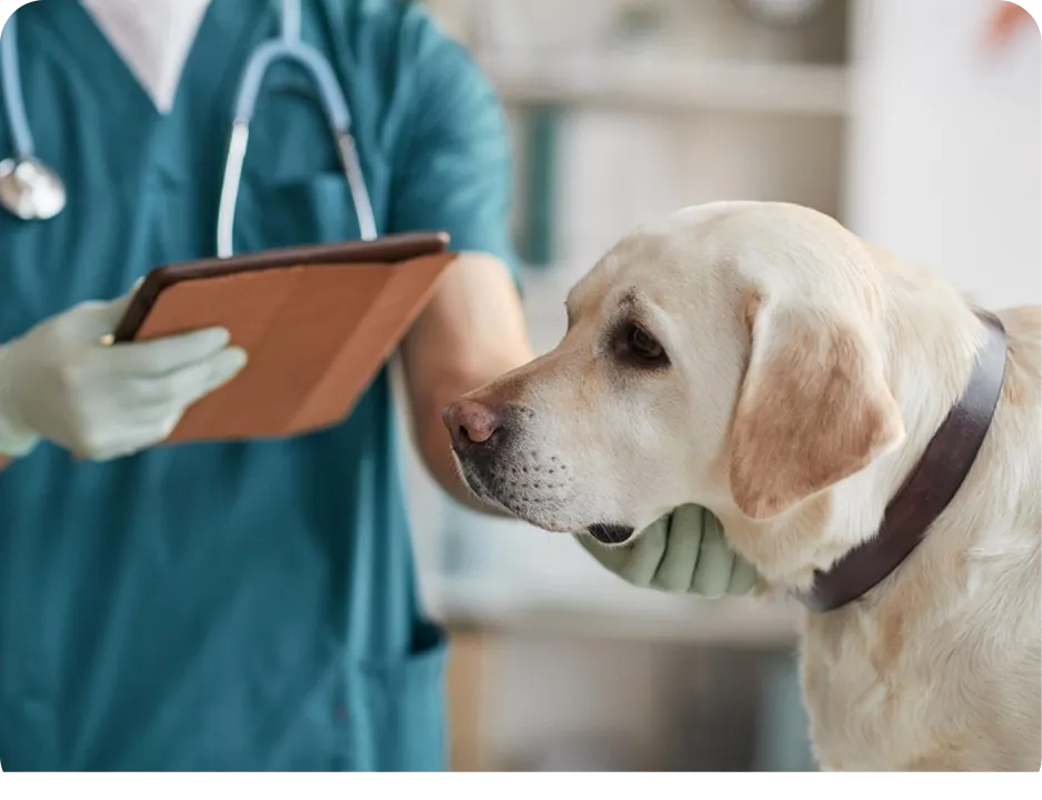 Как проходит приём ветеринара эндокринолога?