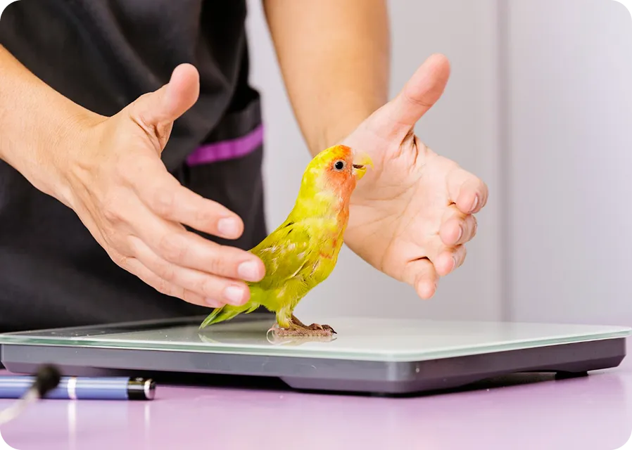 Приём орнитолога