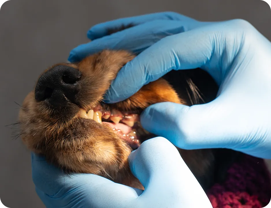 Как проходит приём ветеринара стоматолога?