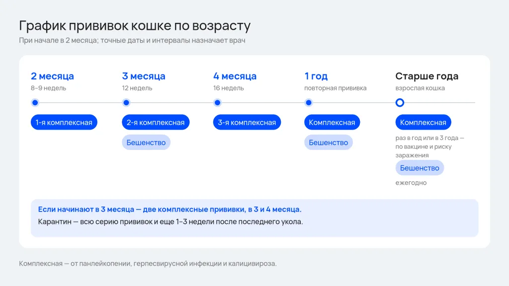 График прививок кошке по возрасту