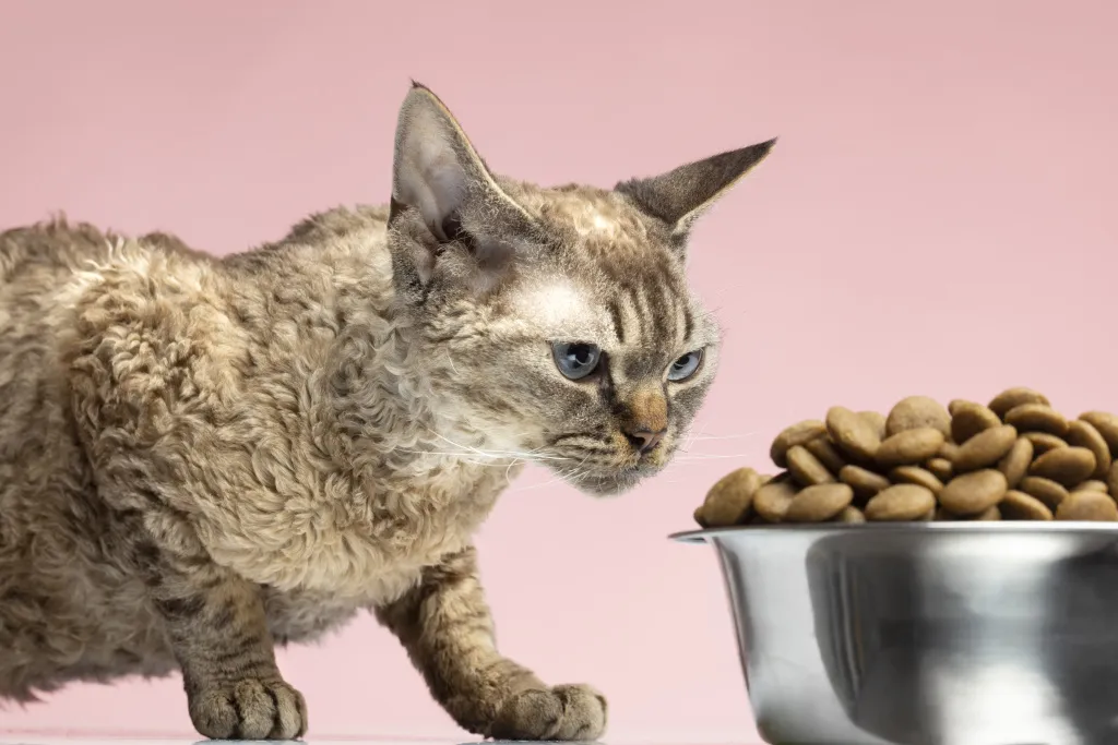 beautiful-pet-portrait-cat.jpg