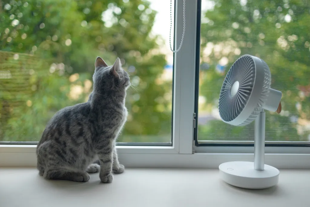 cute-fluffy-cat-enjoying-air-flow-from-portable-electric-fan-windowsill-hot-summer-day.jpg cute-fluffy-cat-enjoying-air-flow-from-portable-electric-fan-windowsill-hot-summer-day.jpg