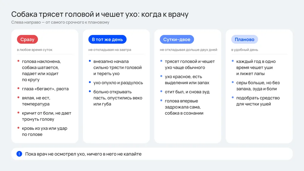 Памятка: когда вести собаку к врачу, если она трясет головой и чешет ухо