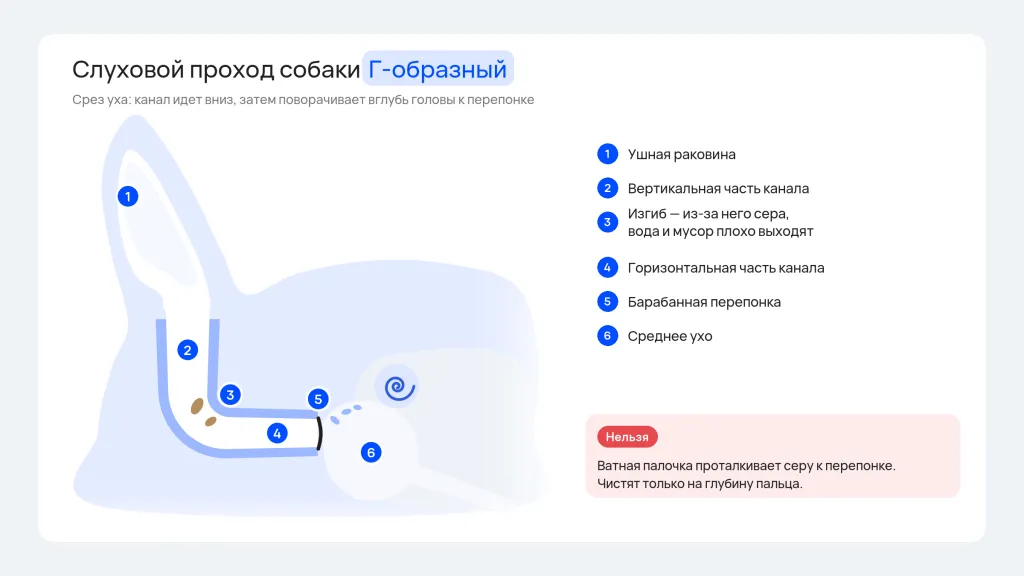 Строение уха собаки: Г-образный слуховой проход, барабанная перепонка и среднее ухо