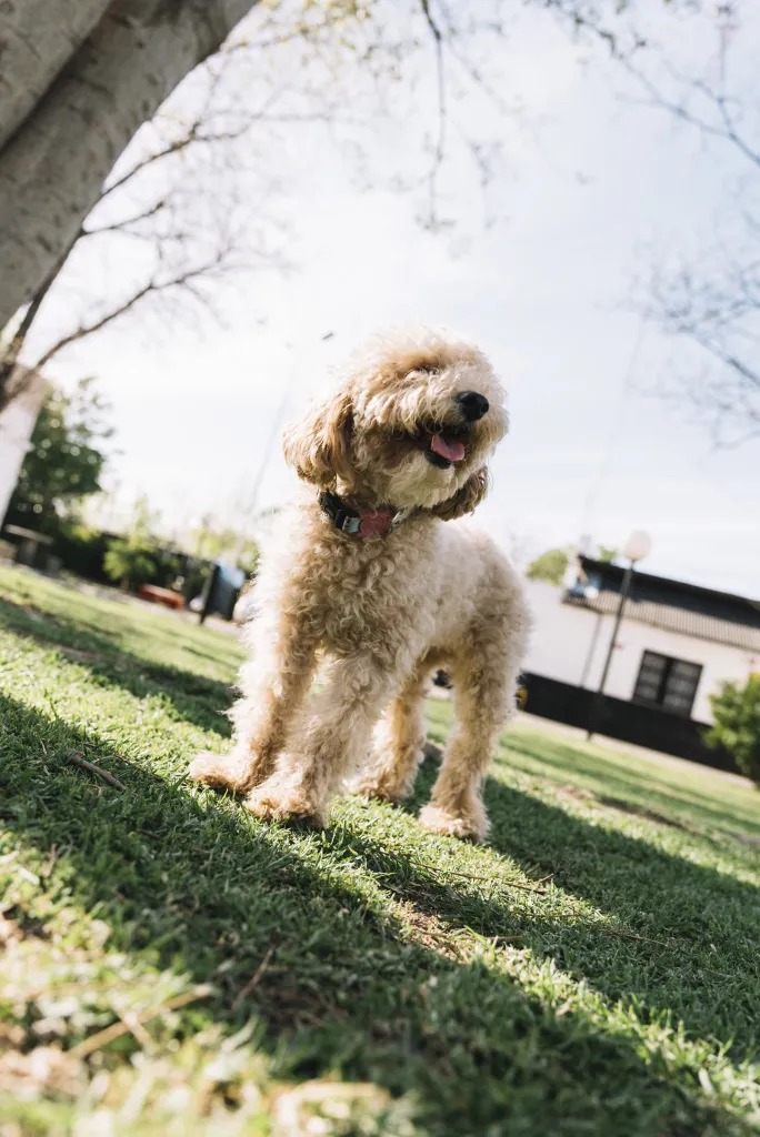 happy-dog-having-fun-park.jpg