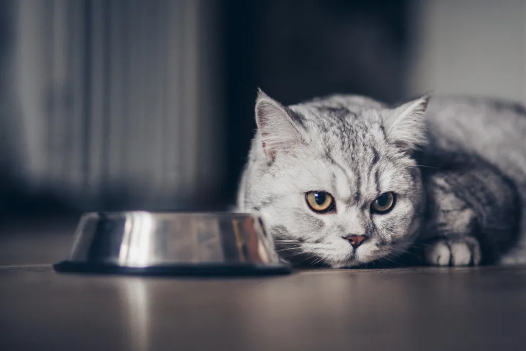 adorable-grey-tabby-british-kitty-standing-with-tail-up-close-metal-bowl-with-feed-dark-background-cute-hungry-purebred-kitten-going-eatxa.jpg