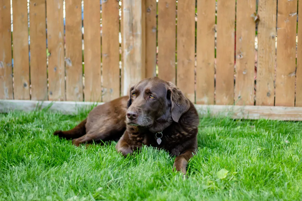 closeup-shot-cute-brown-dog-laying-grass-near-wooden-fence.jpg