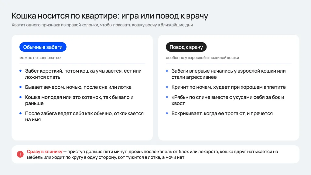 Как отличить обычные забеги кошки от болезни