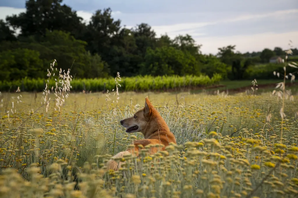 horizontal-shot-field-everlasting-flowers-with-brown-dog-istria-croatia.jpg