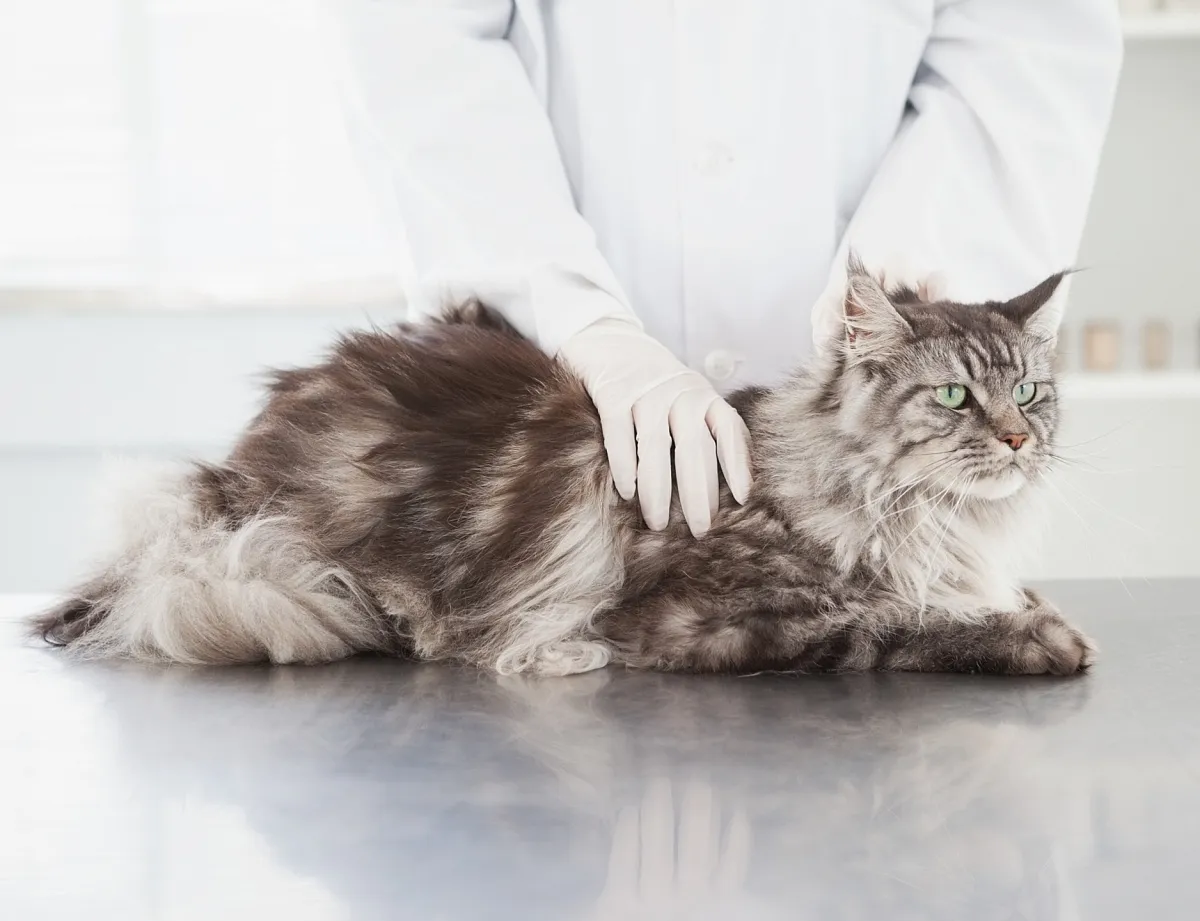 Картинка SEO блока