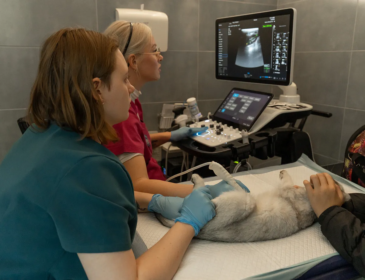 Как проходит приём?