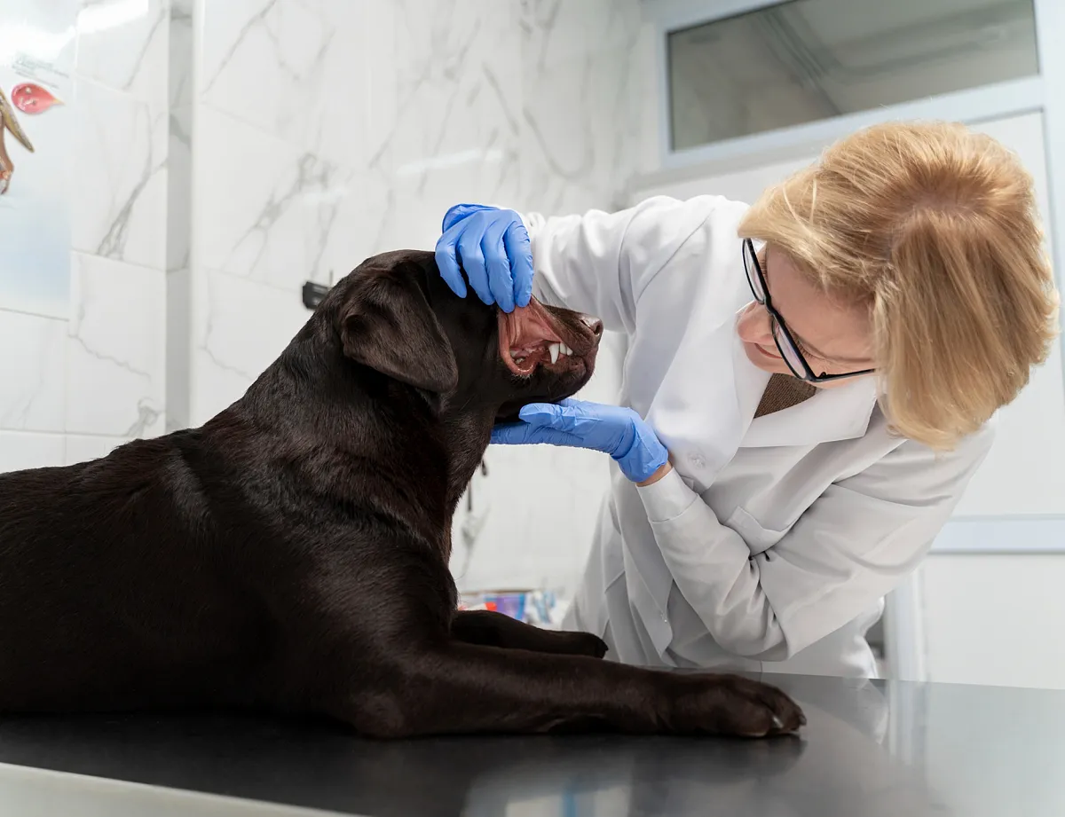 Санация ротовой полости