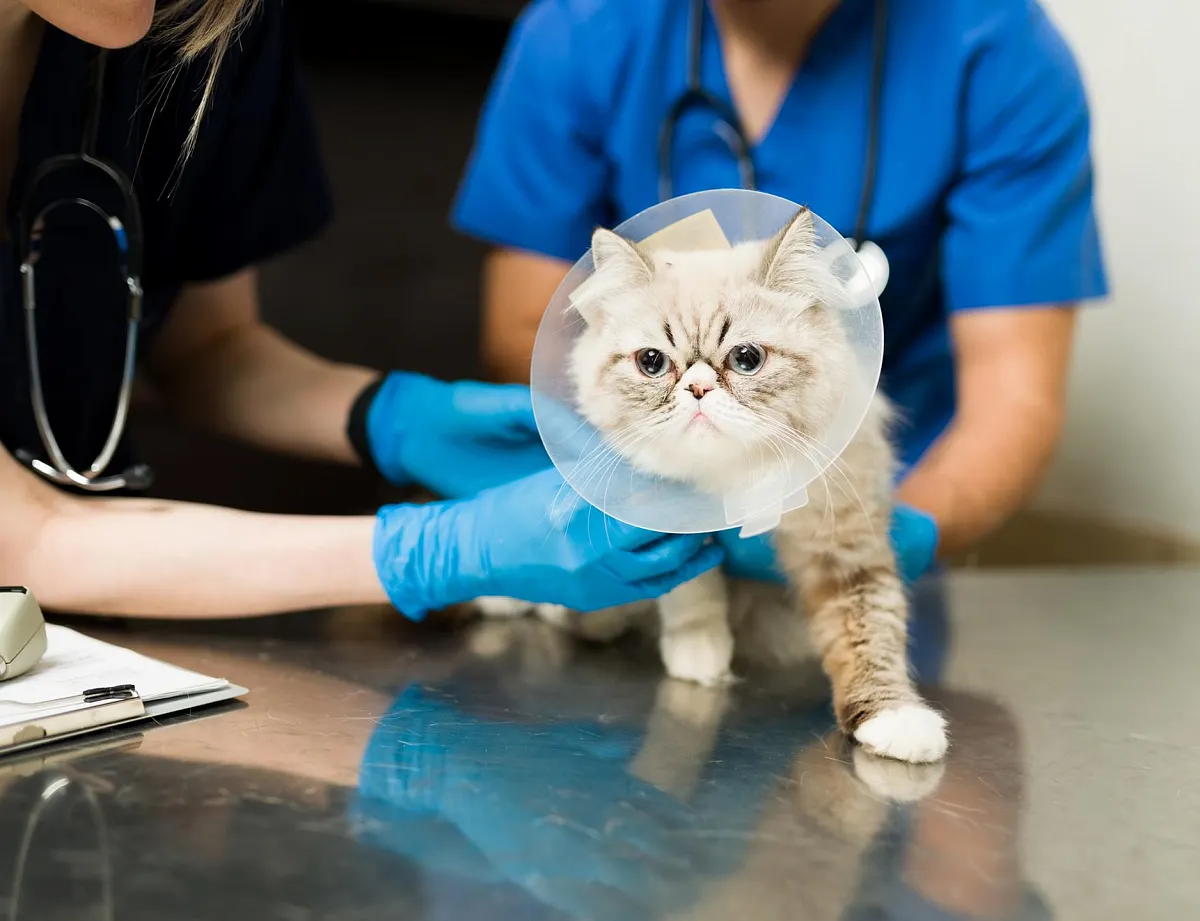 Картинка SEO блока