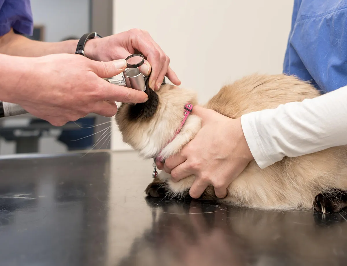 Дерматология