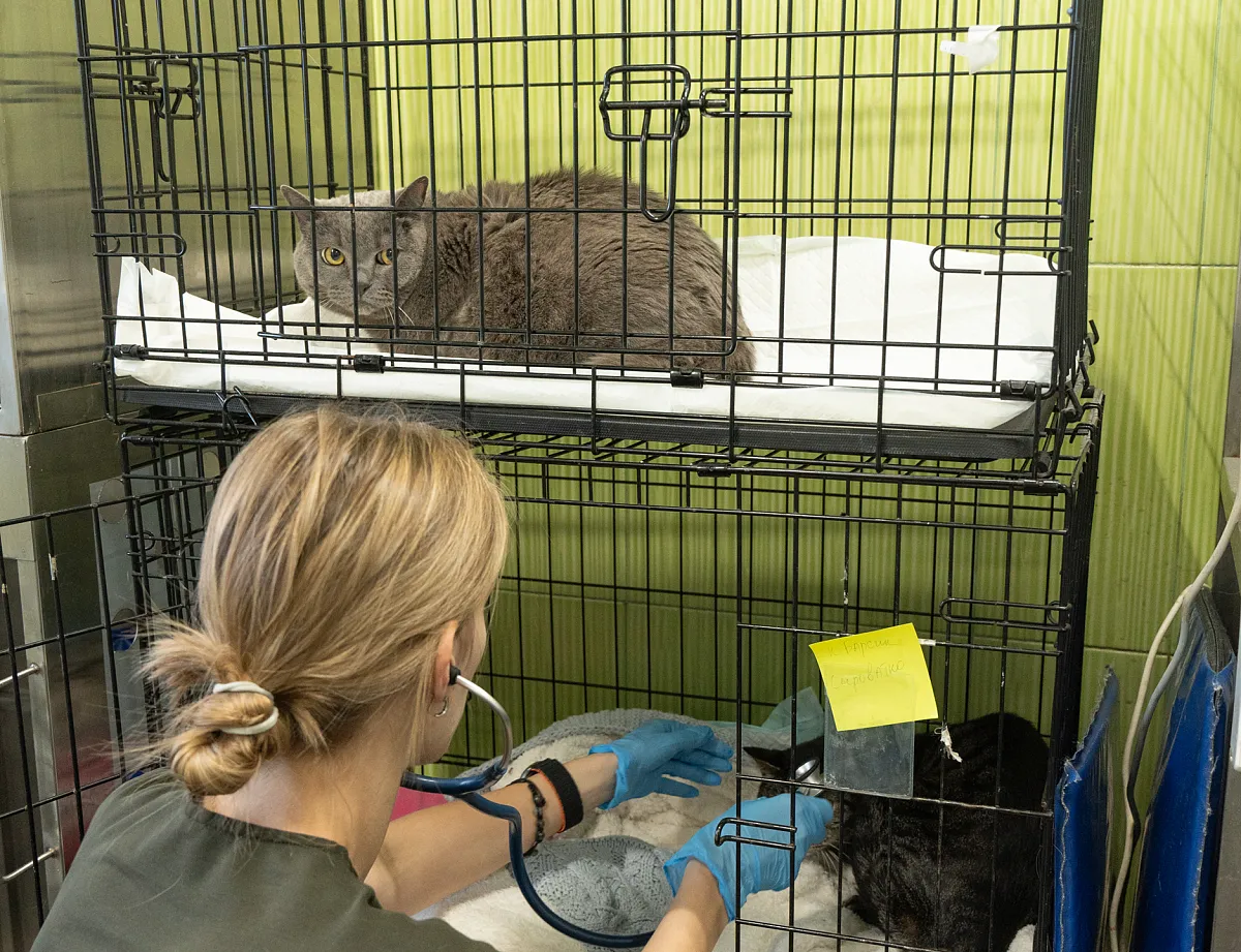 Как проходит приём?