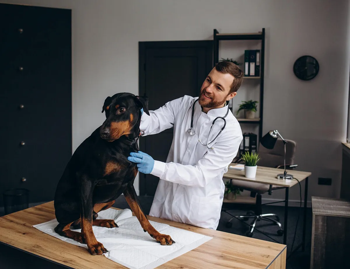 Приём ветеринара-ортопеда