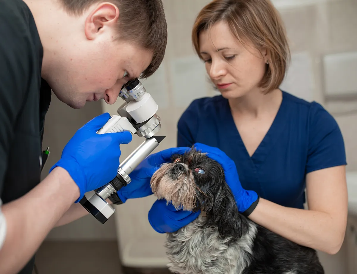 Офтальмология