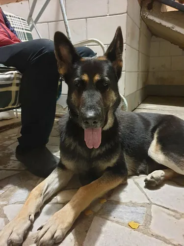 Елена Ермолаева