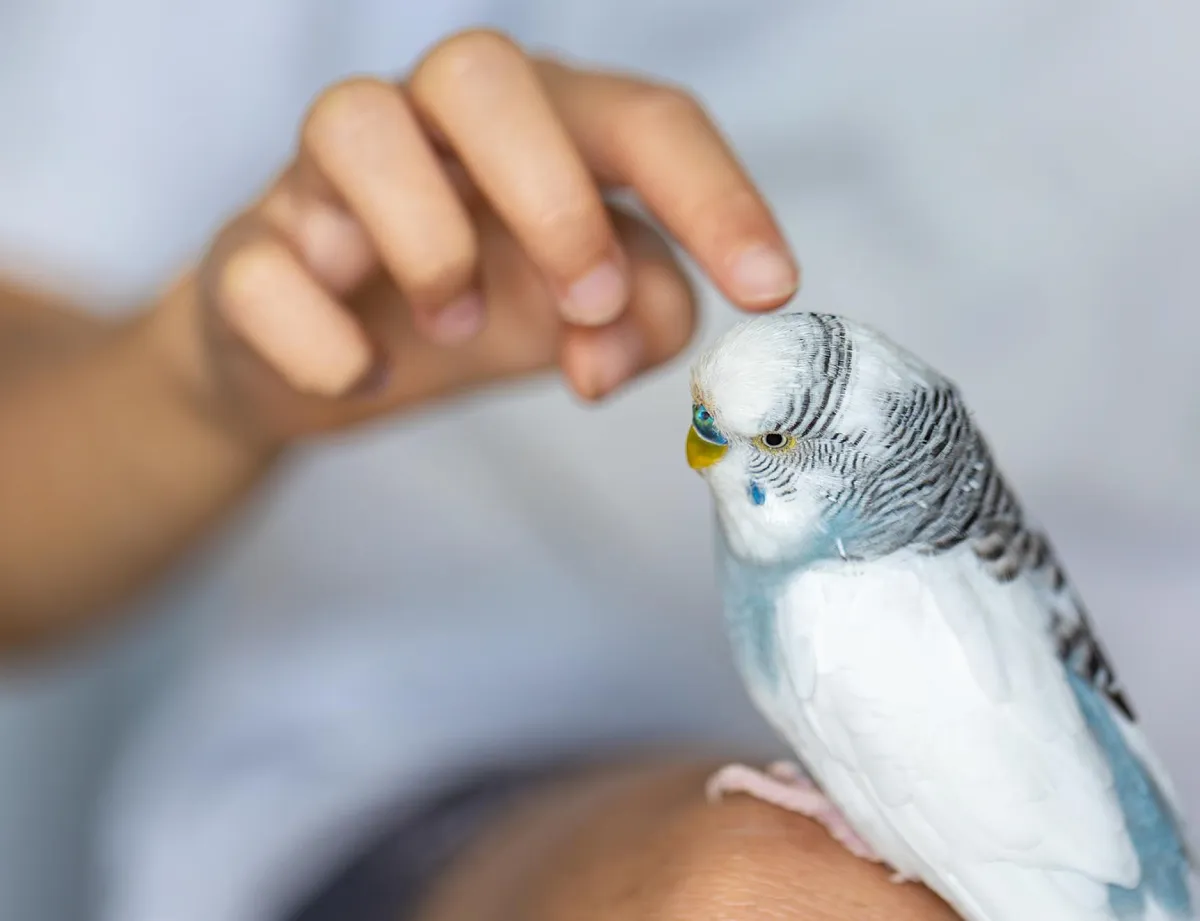 Орнитология