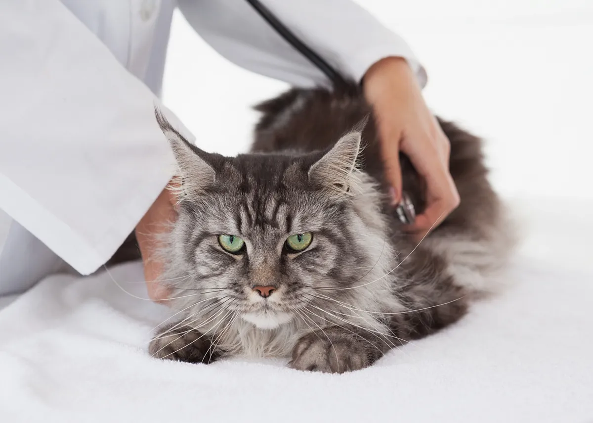 Кардиология