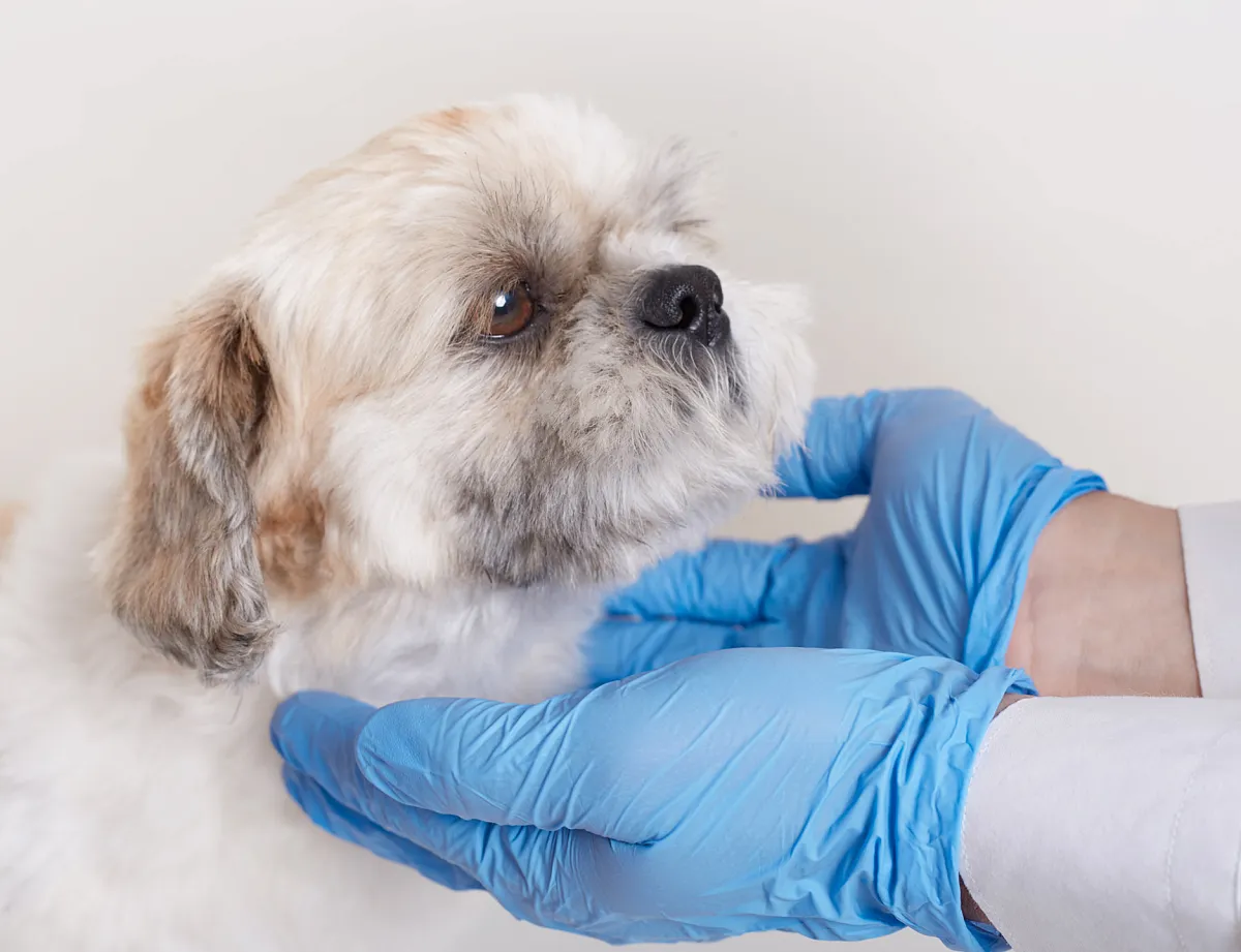 Картинка SEO блока