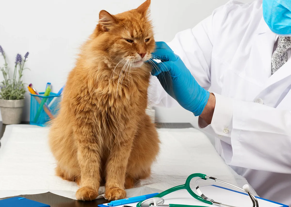 Приём ветеринара-хирурга