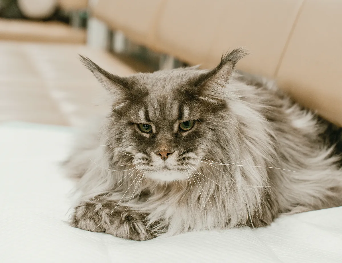 Как проходит приём?