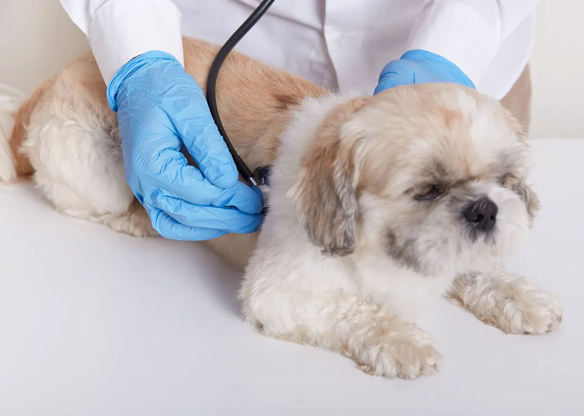 Приём ветеринара-диетолога