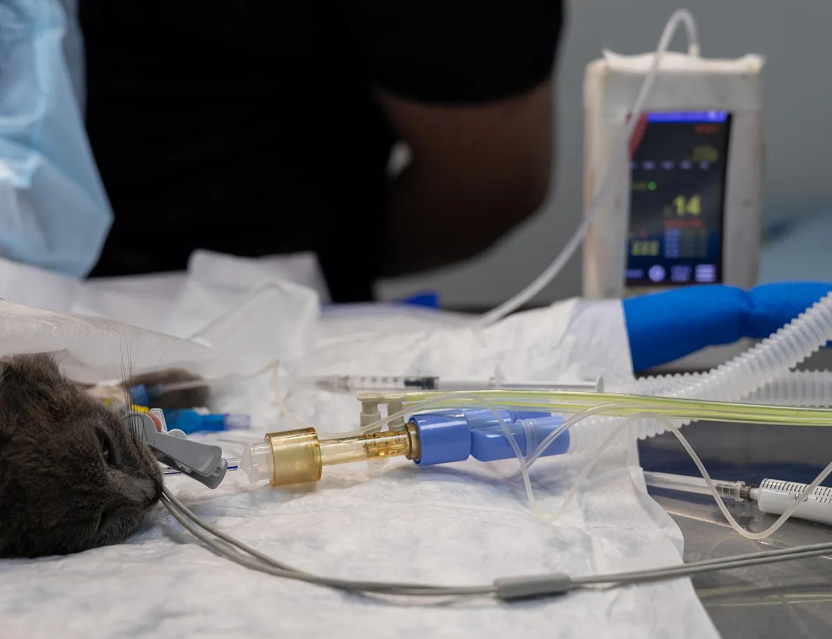 Ветеринарная реанимация для животных