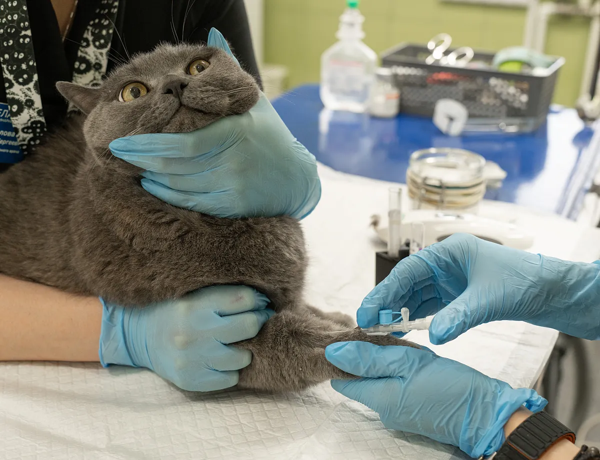 Как проходит процедура вакцинации?